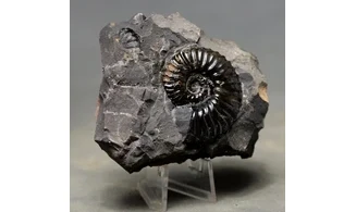 Dufrenoya furcata