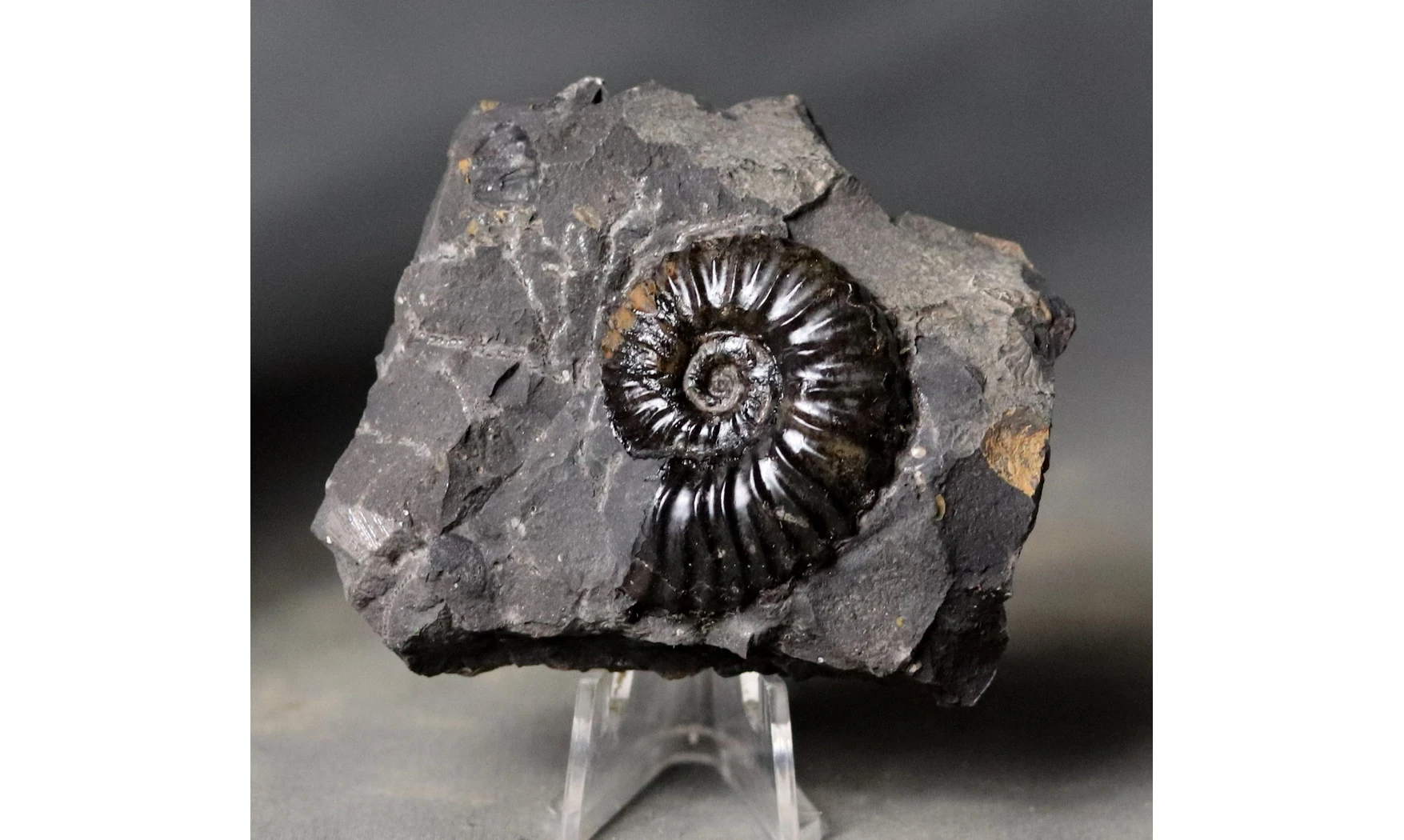 Dufrenoya furcata