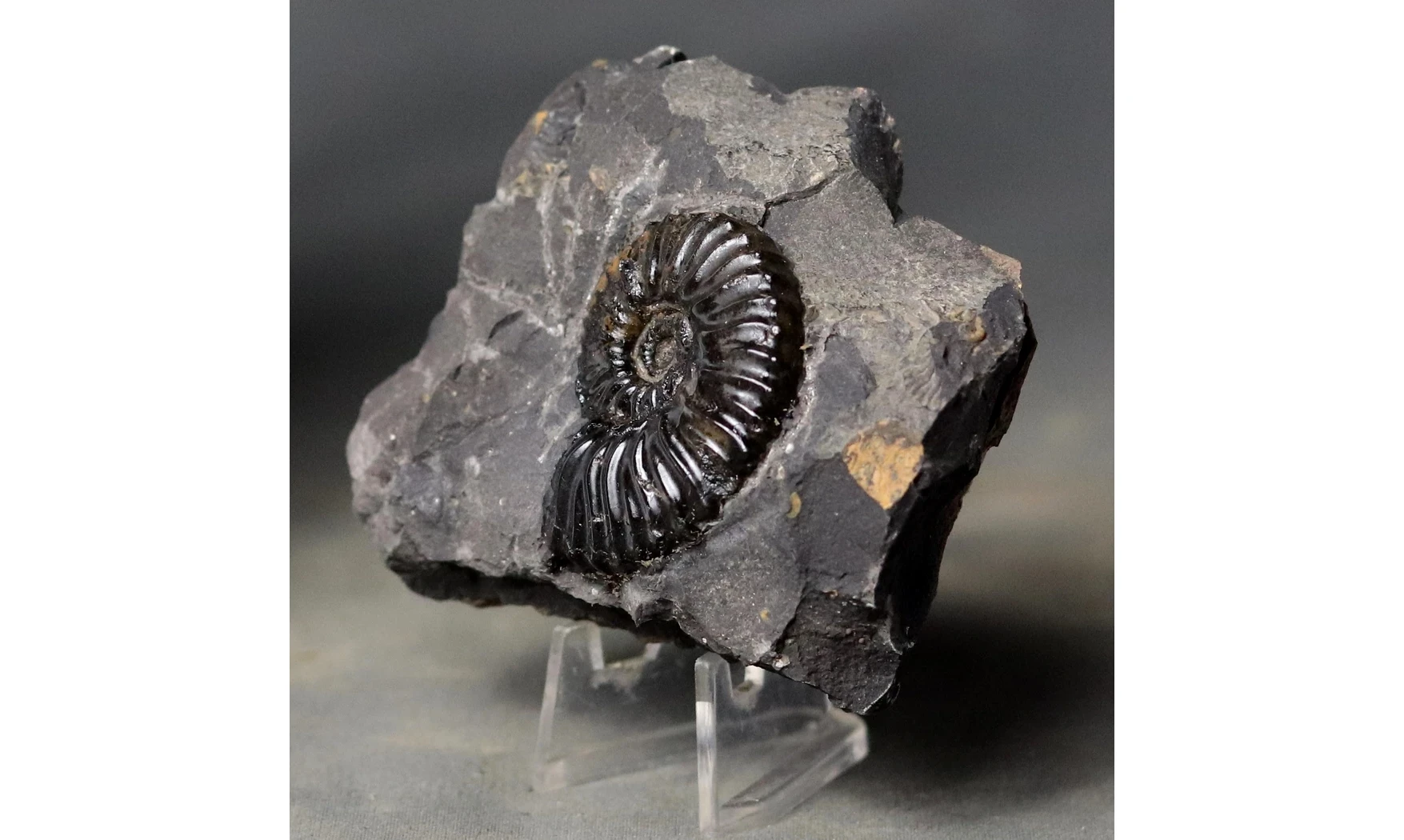 Dufrenoya furcata