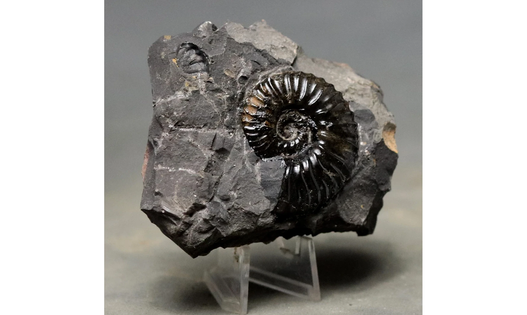 Dufrenoya furcata