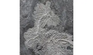 Seirocrinus subangularis