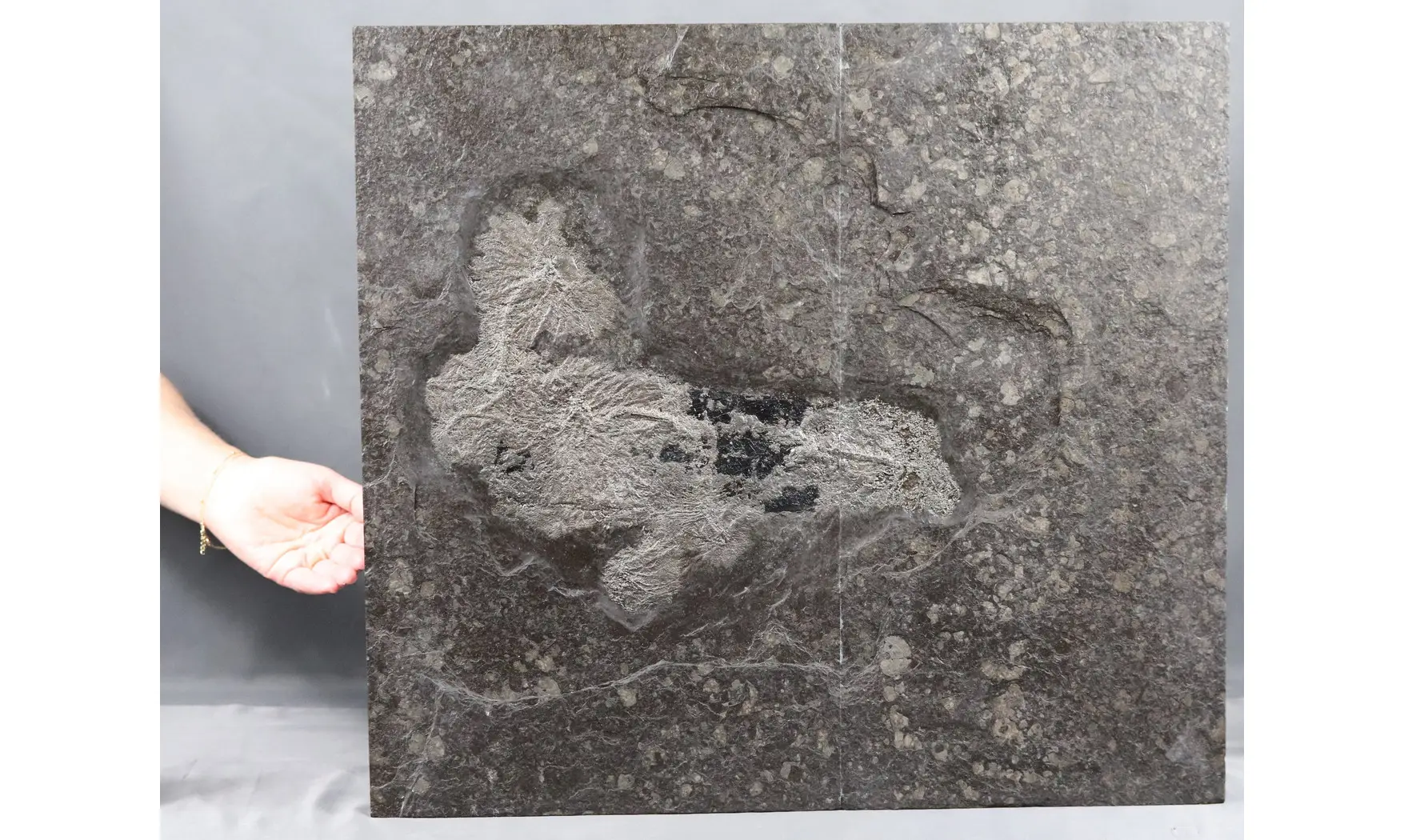 Seirocrinus subangularis