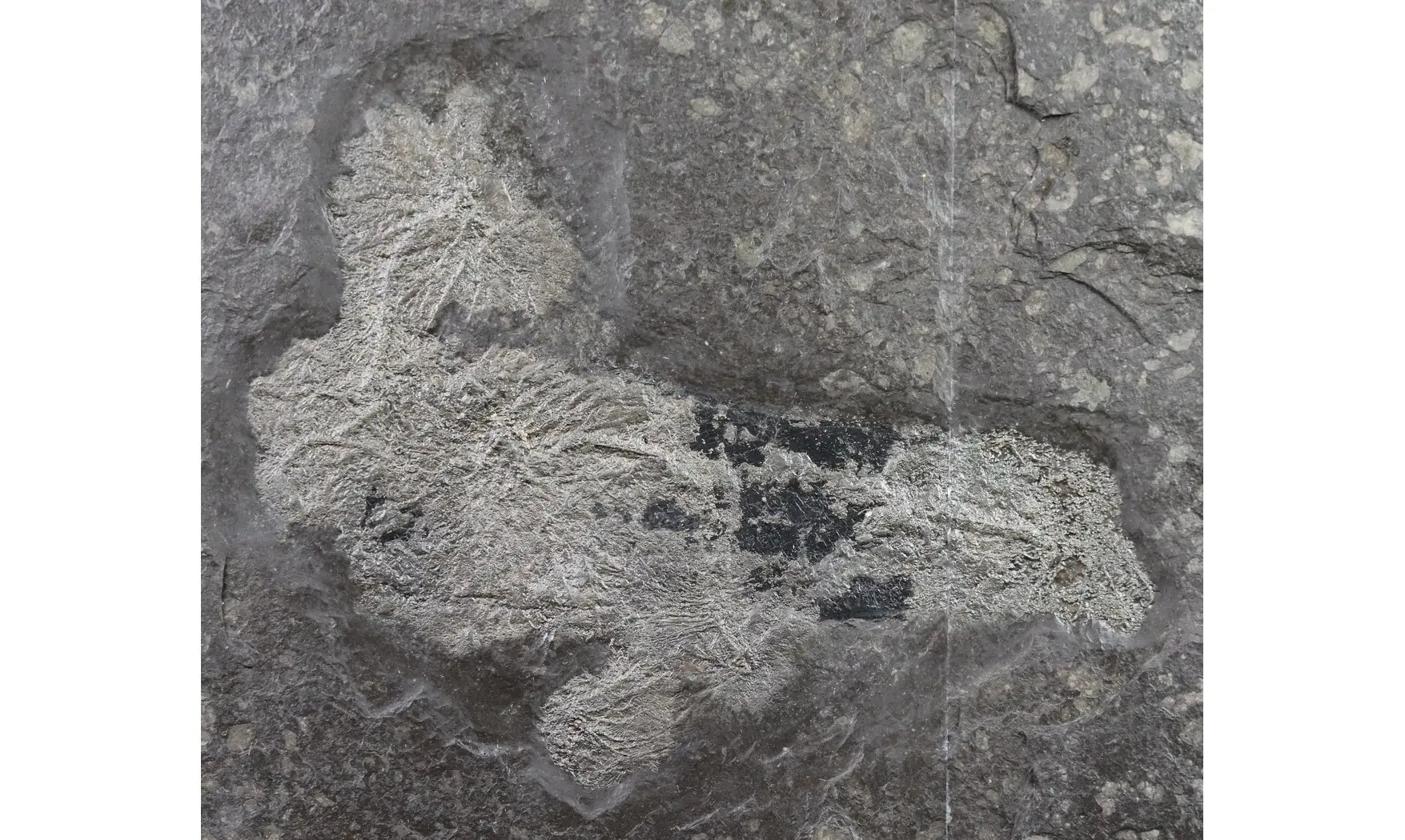 Seirocrinus subangularis