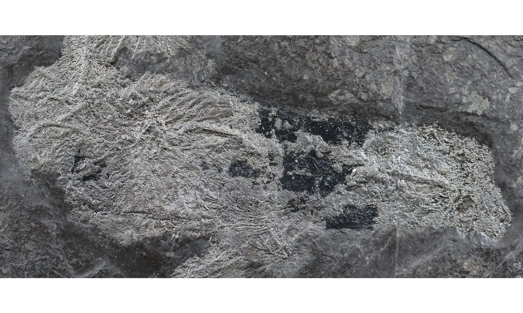 Seirocrinus subangularis