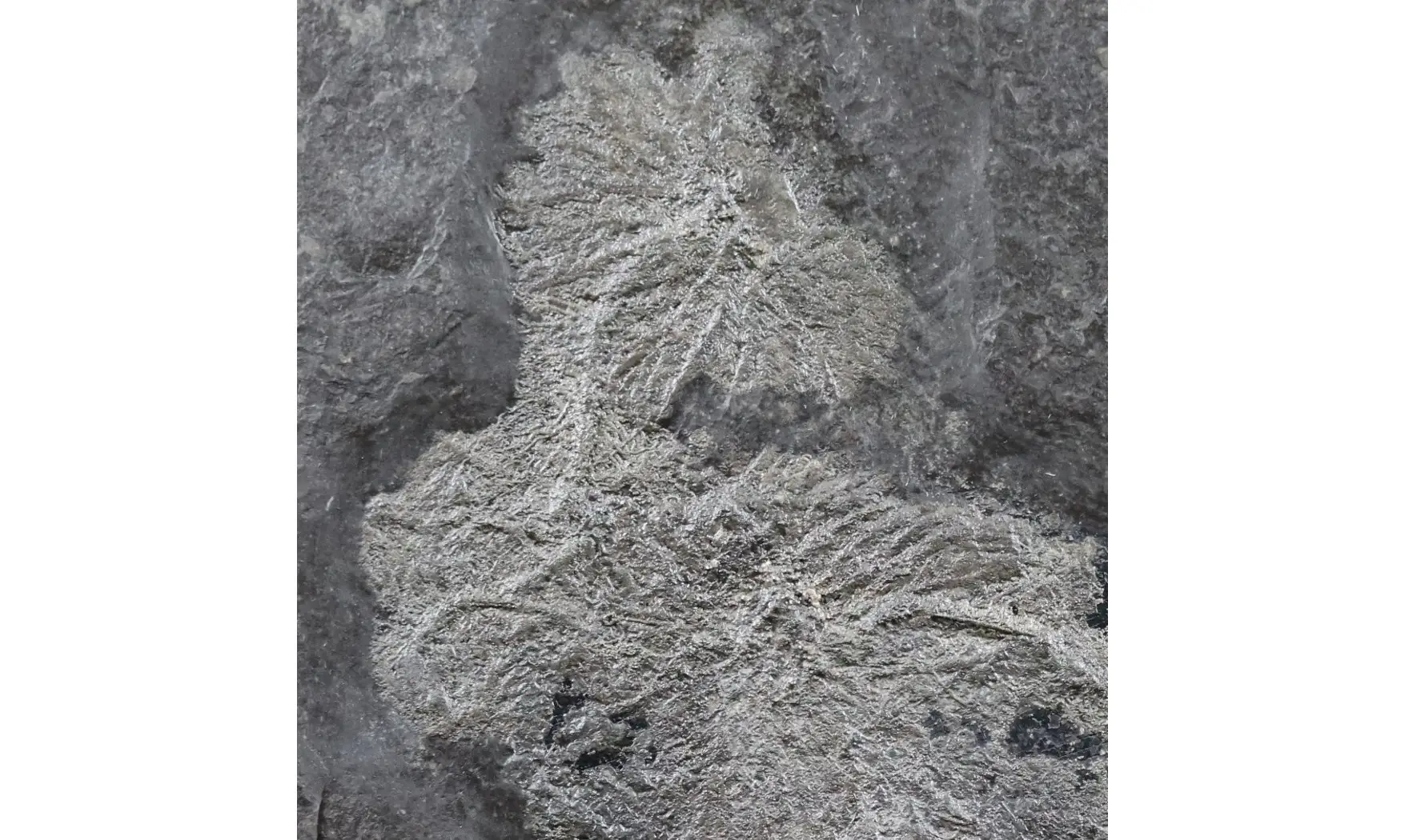 Seirocrinus subangularis