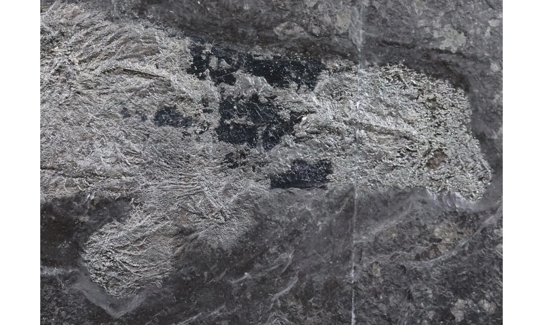 Seirocrinus subangularis