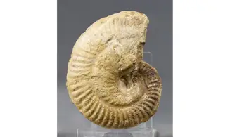 Ochetoceras canaliculatum