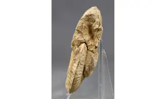 Ochetoceras canaliculatum