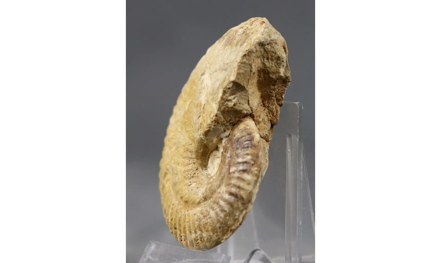 Ochetoceras canaliculatum