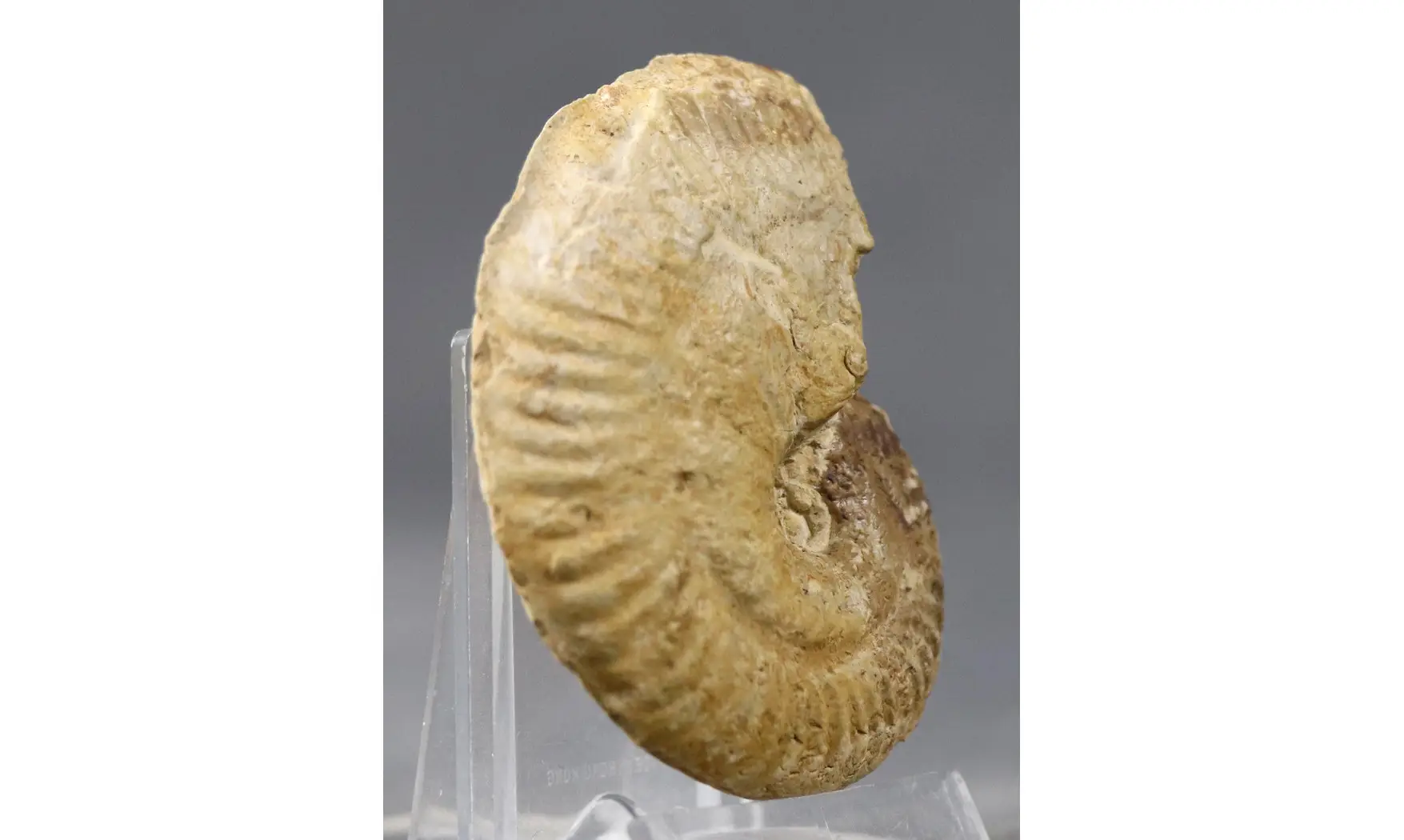 Ochetoceras canaliculatum