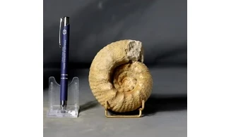 Erymnoceras coronatum