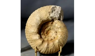 Erymnoceras coronatum