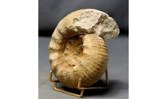 Erymnoceras coronatum