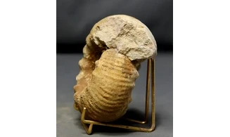 Erymnoceras coronatum