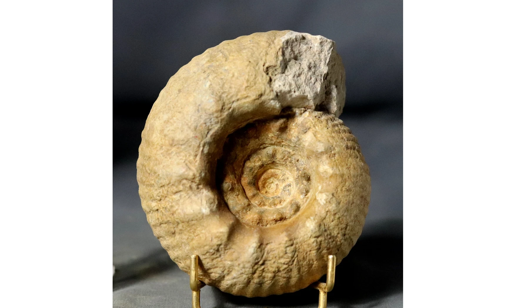 Erymnoceras coronatum