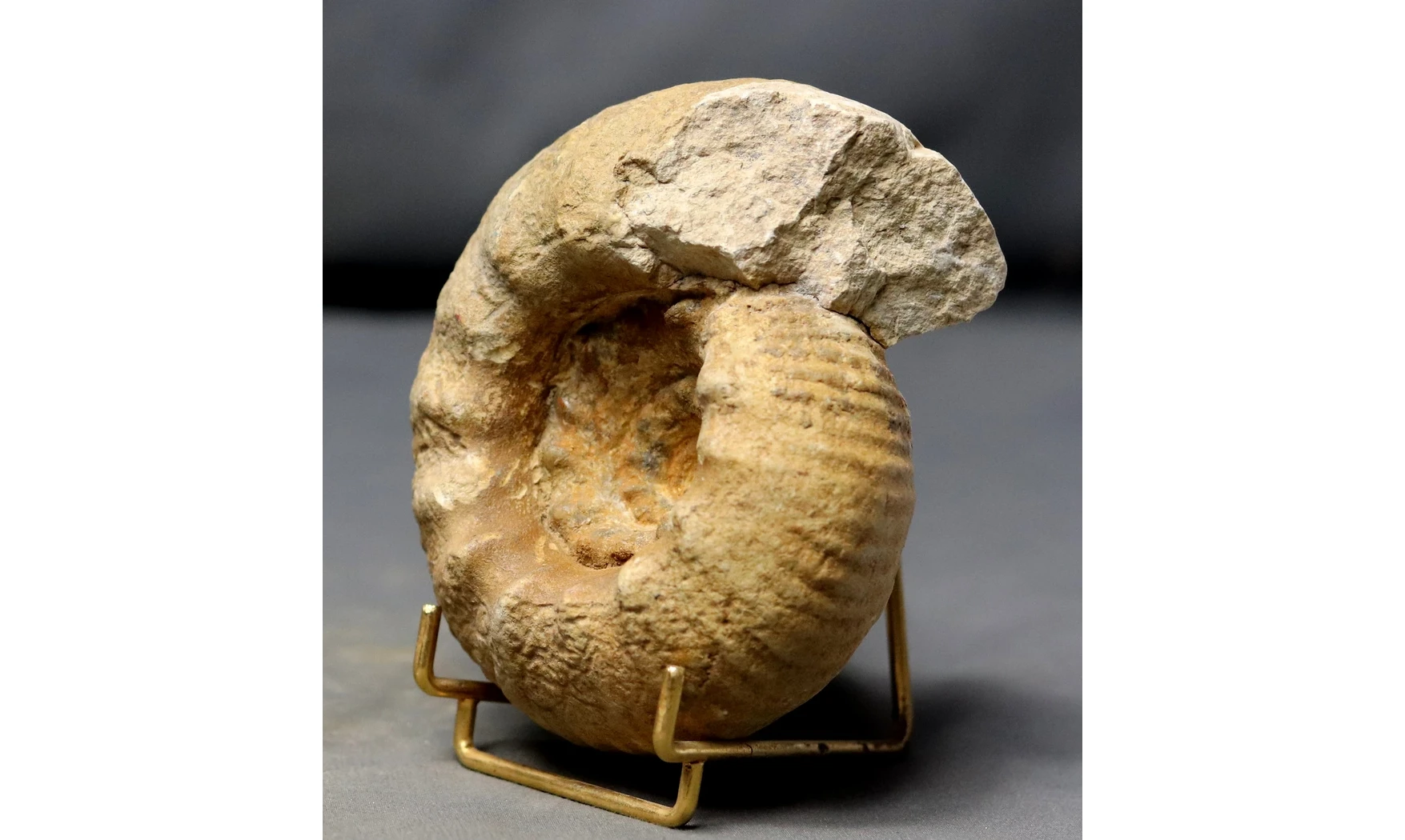 Erymnoceras coronatum