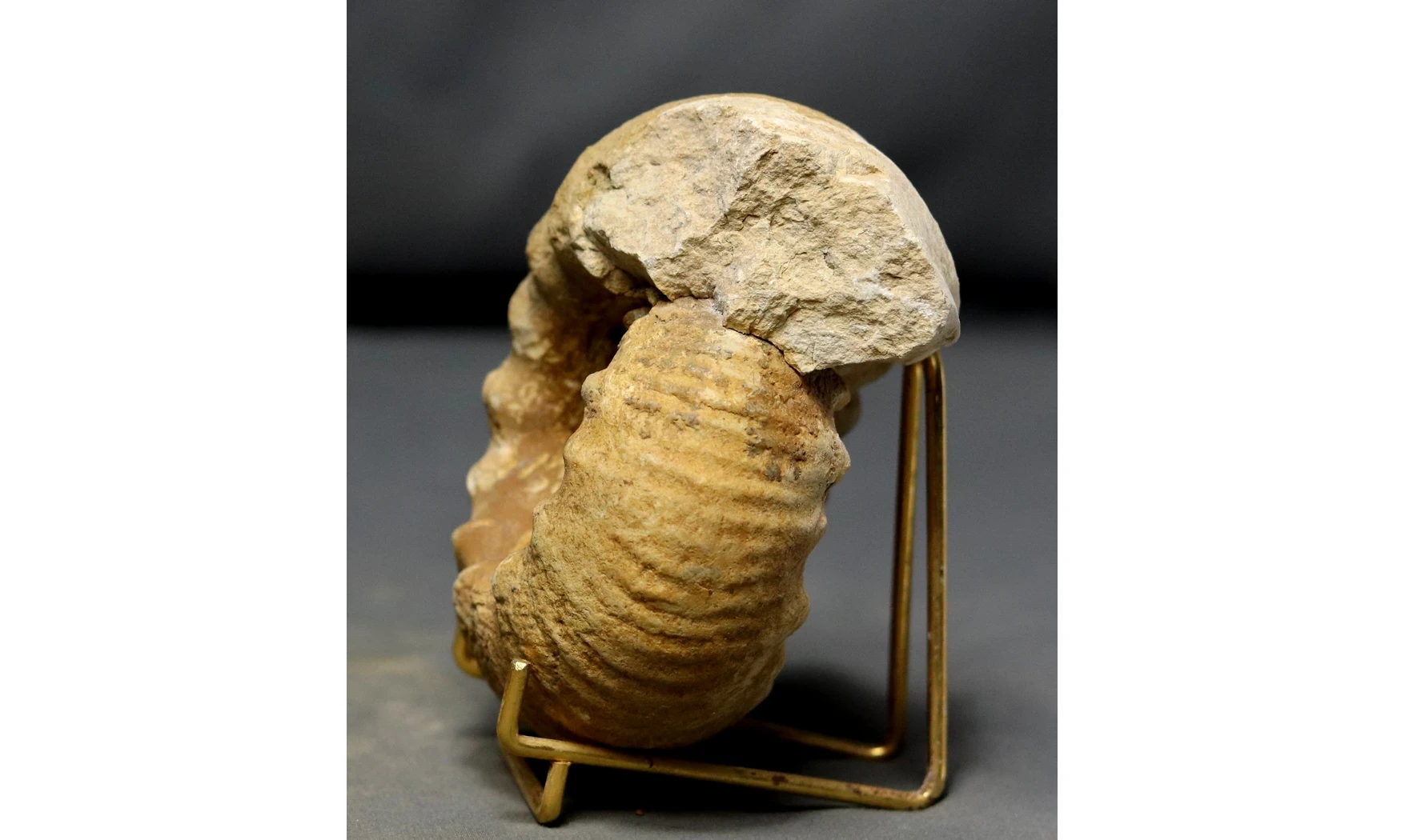 Erymnoceras coronatum