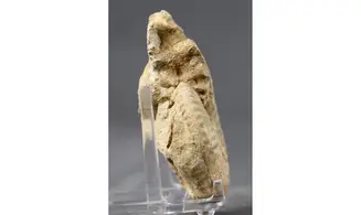 Ochetoceras canaliculatum