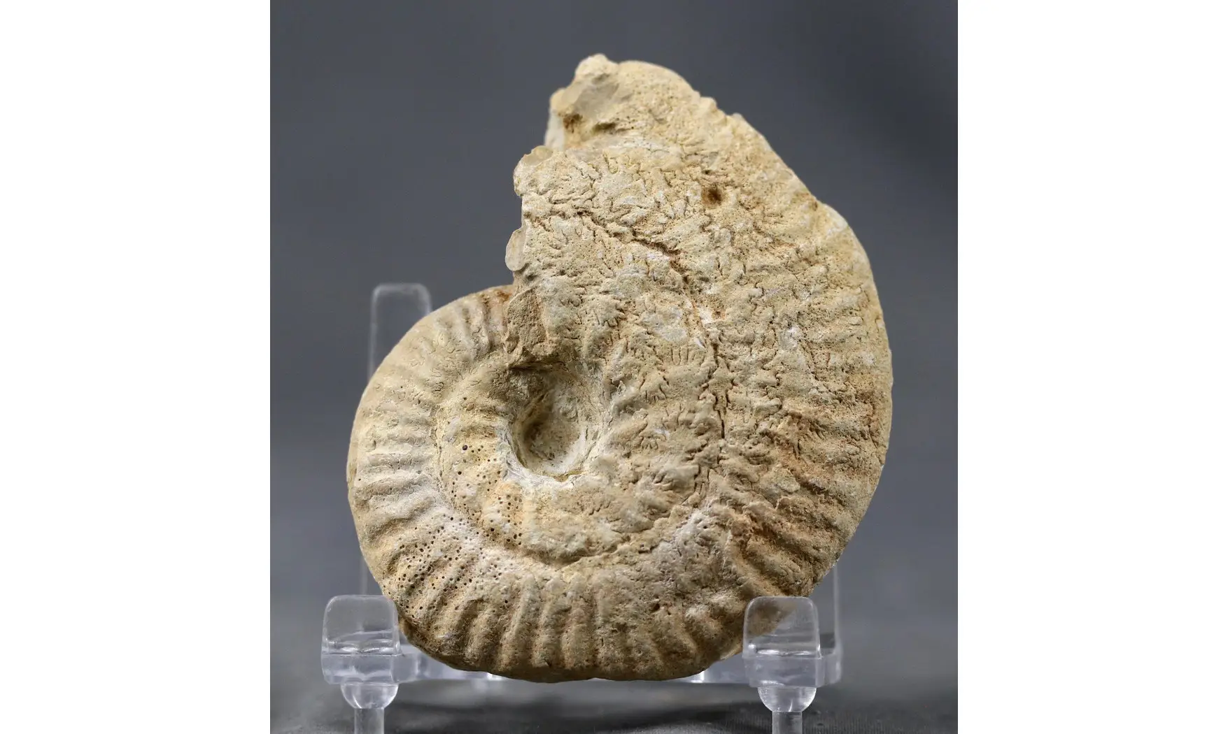 Ochetoceras canaliculatum