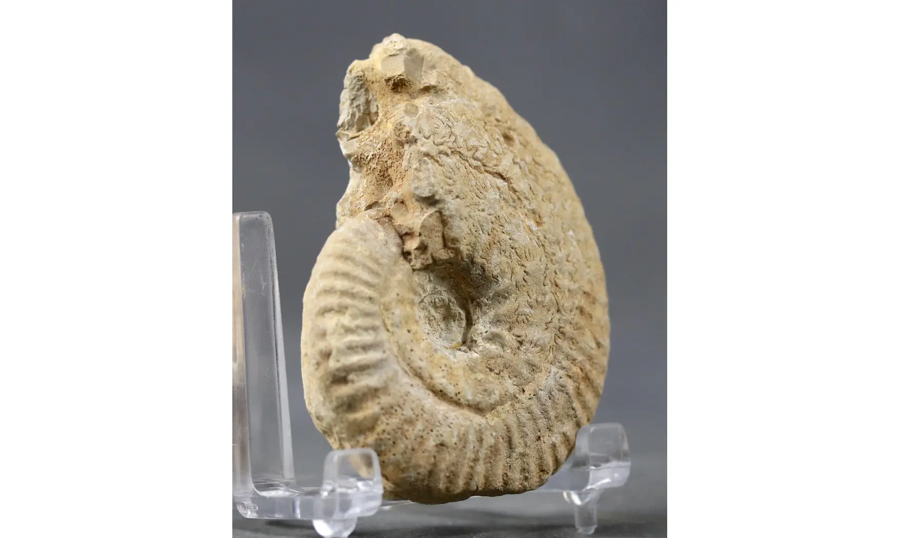 Ochetoceras canaliculatum