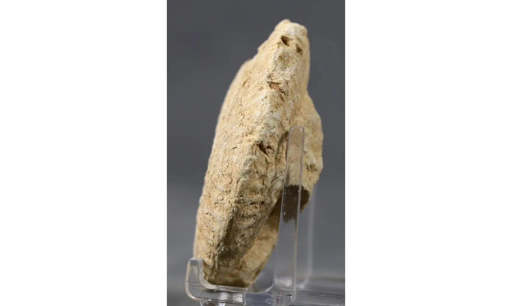 Ochetoceras canaliculatum