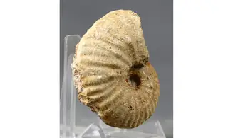 Phycticeras polygonium