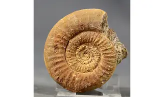 Grossouvria curvicosta