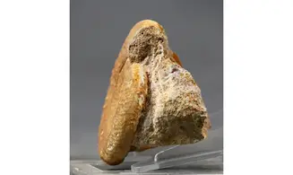 Grossouvria curvicosta
