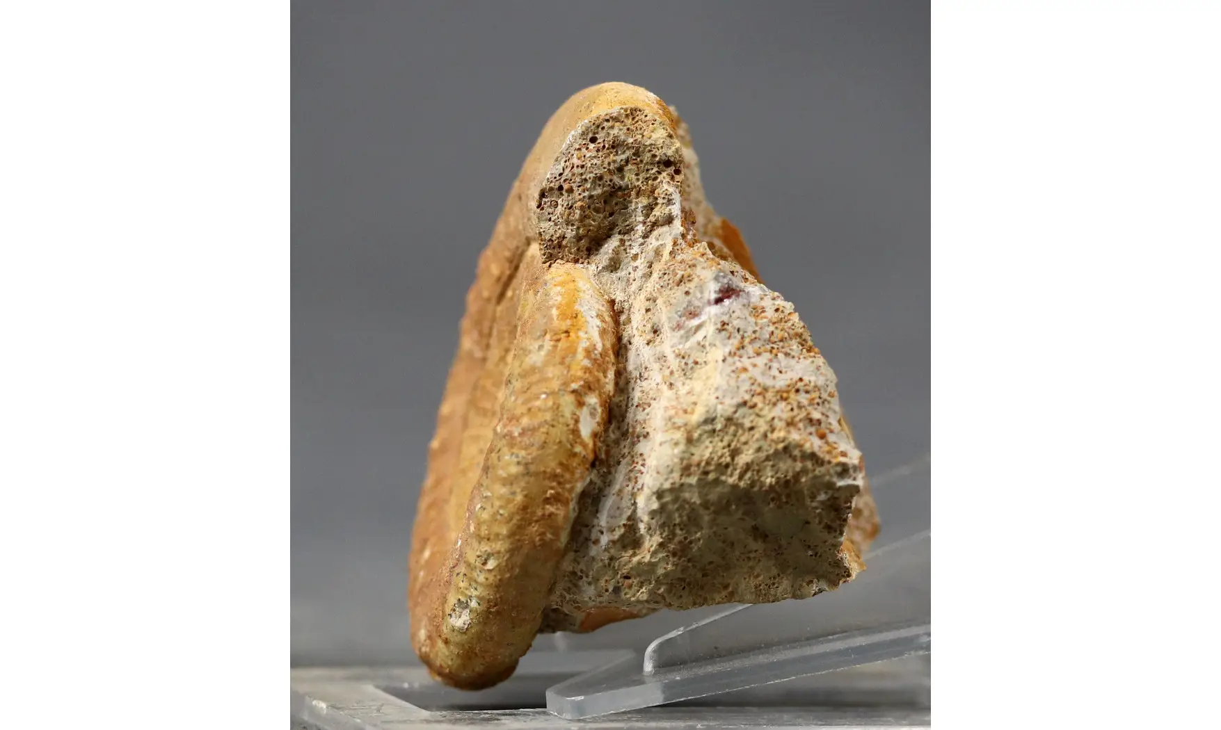 Grossouvria curvicosta