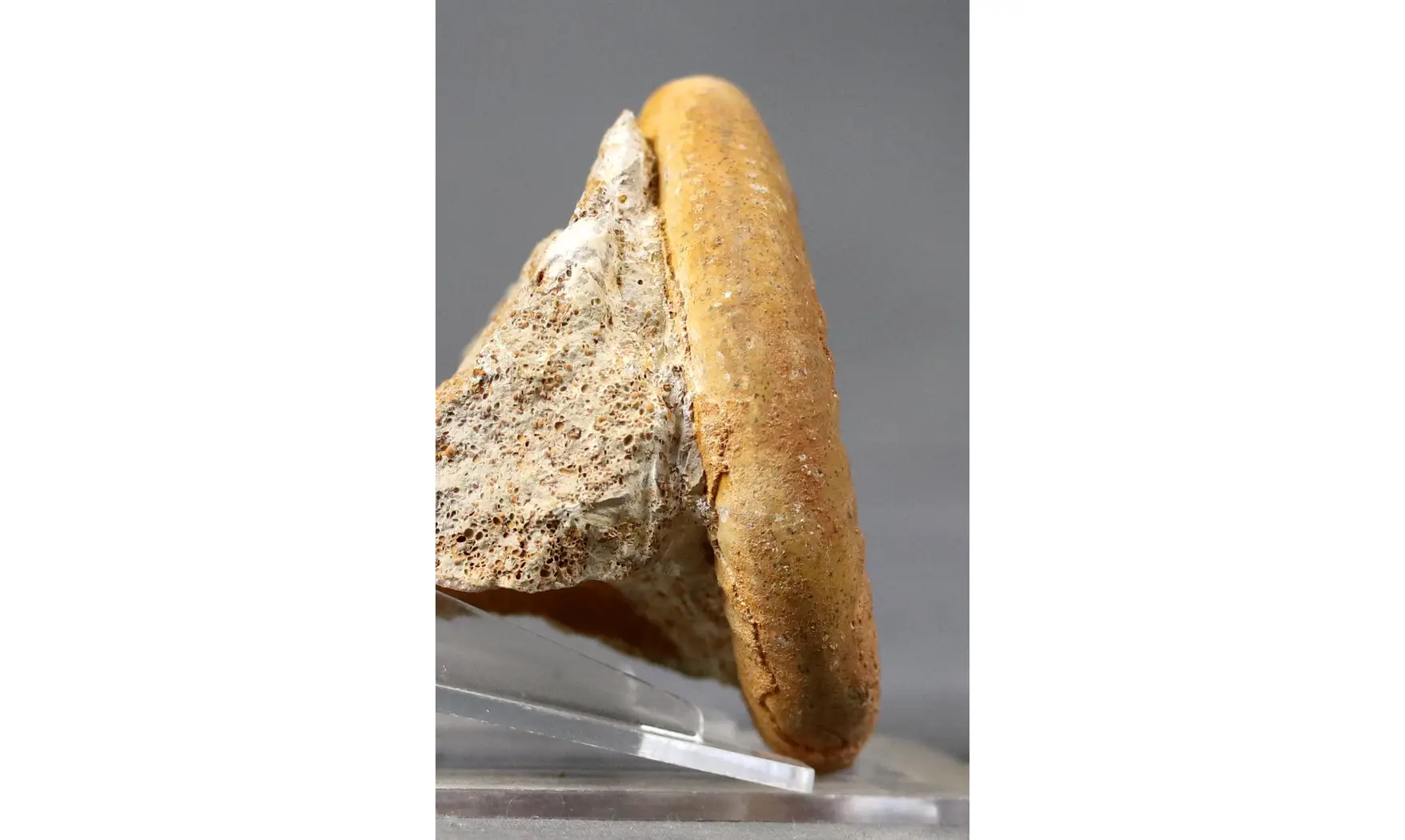 Grossouvria curvicosta