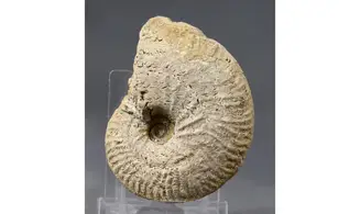 Ochetoceras semifalcatum