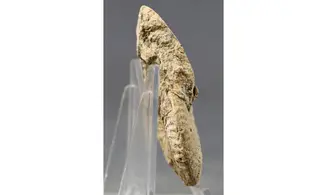 Ochetoceras semifalcatum