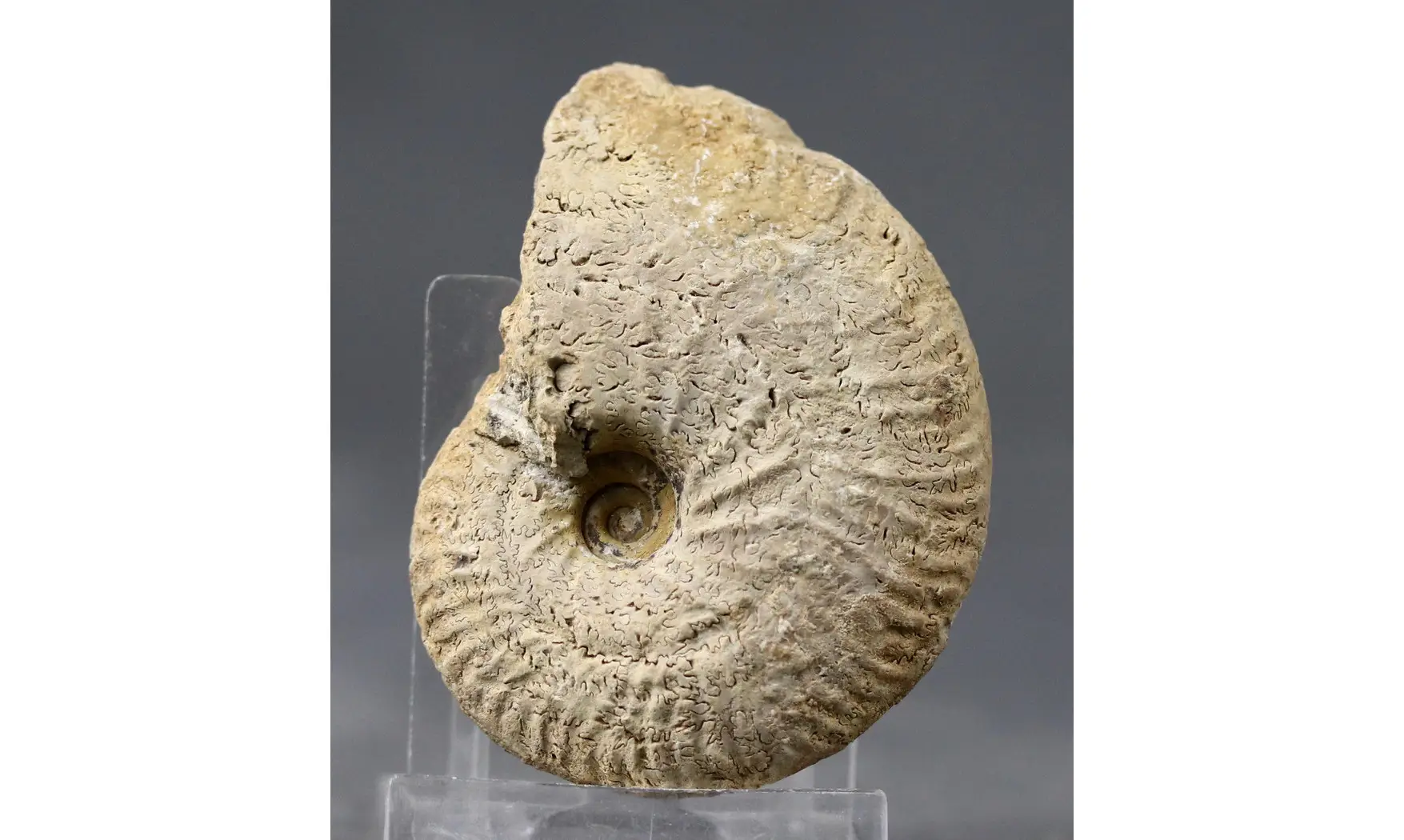 Ochetoceras semifalcatum