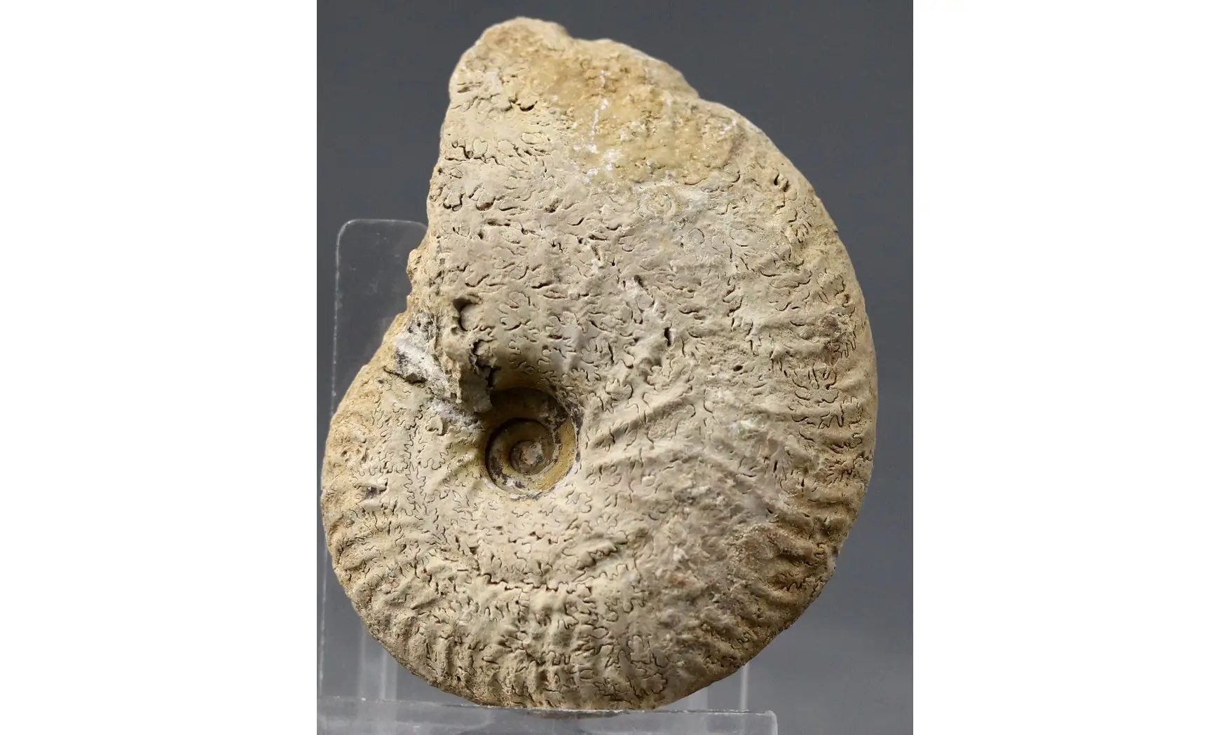 Ochetoceras semifalcatum