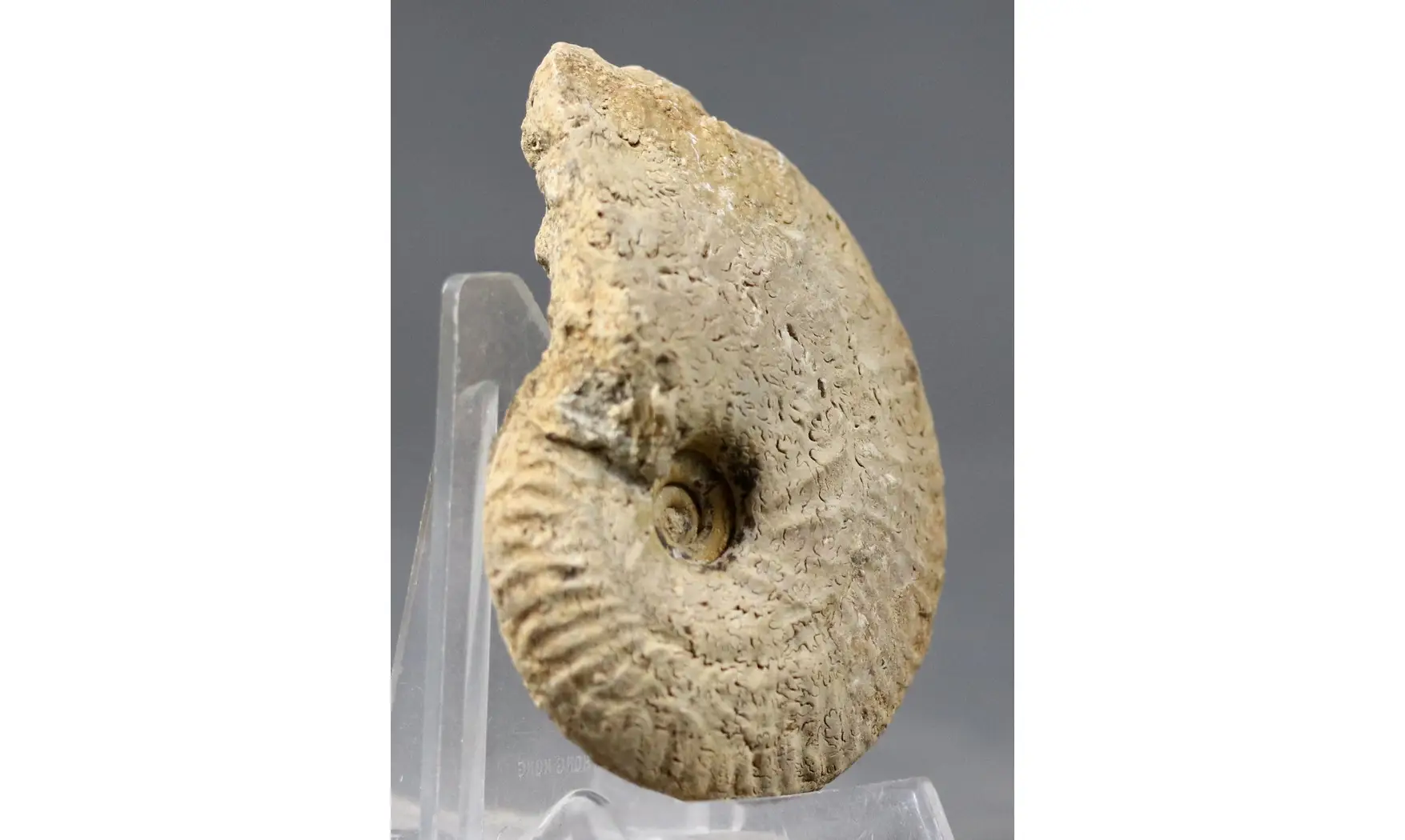 Ochetoceras semifalcatum