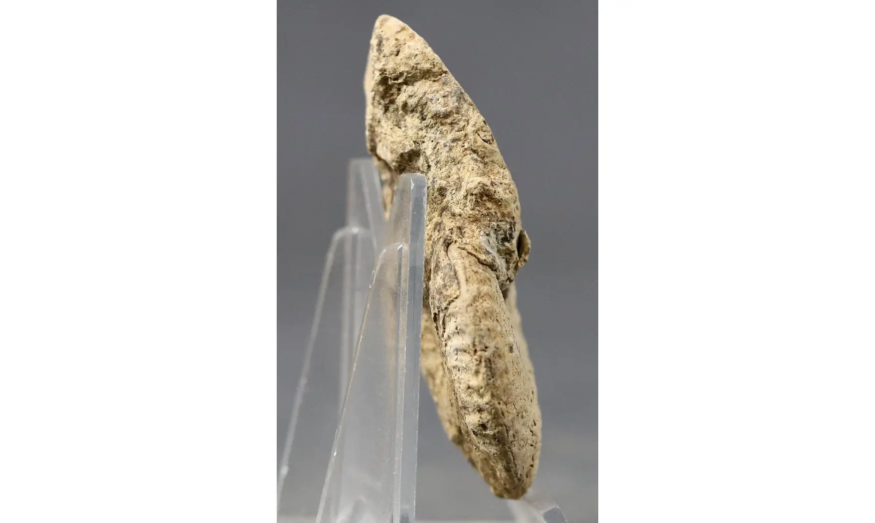 Ochetoceras semifalcatum