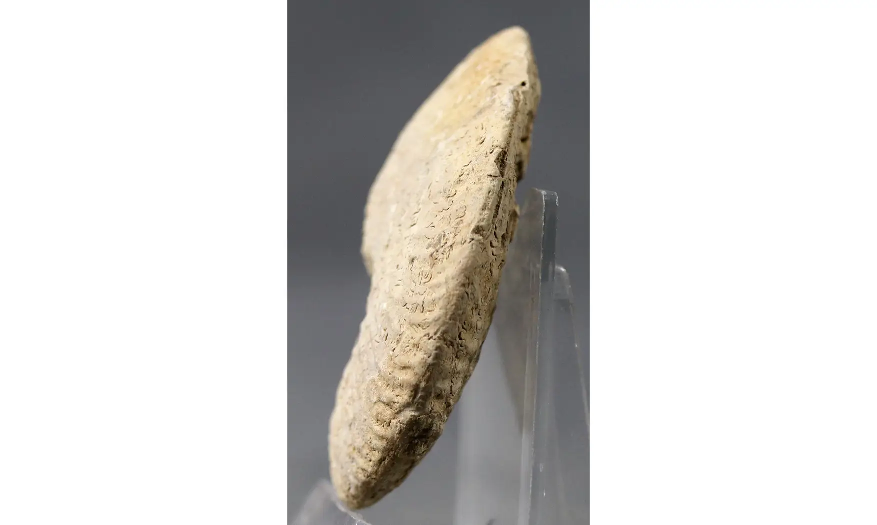 Ochetoceras semifalcatum