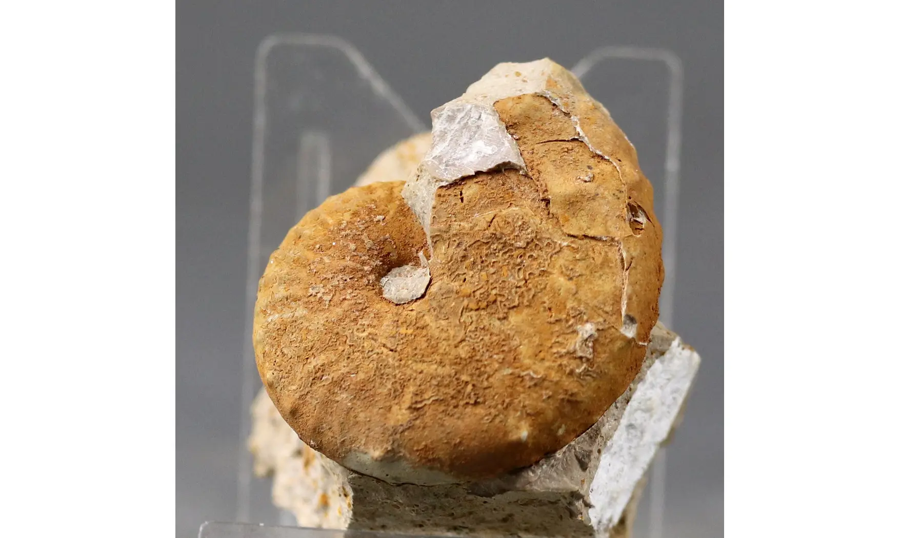 Taramelliceras alberti