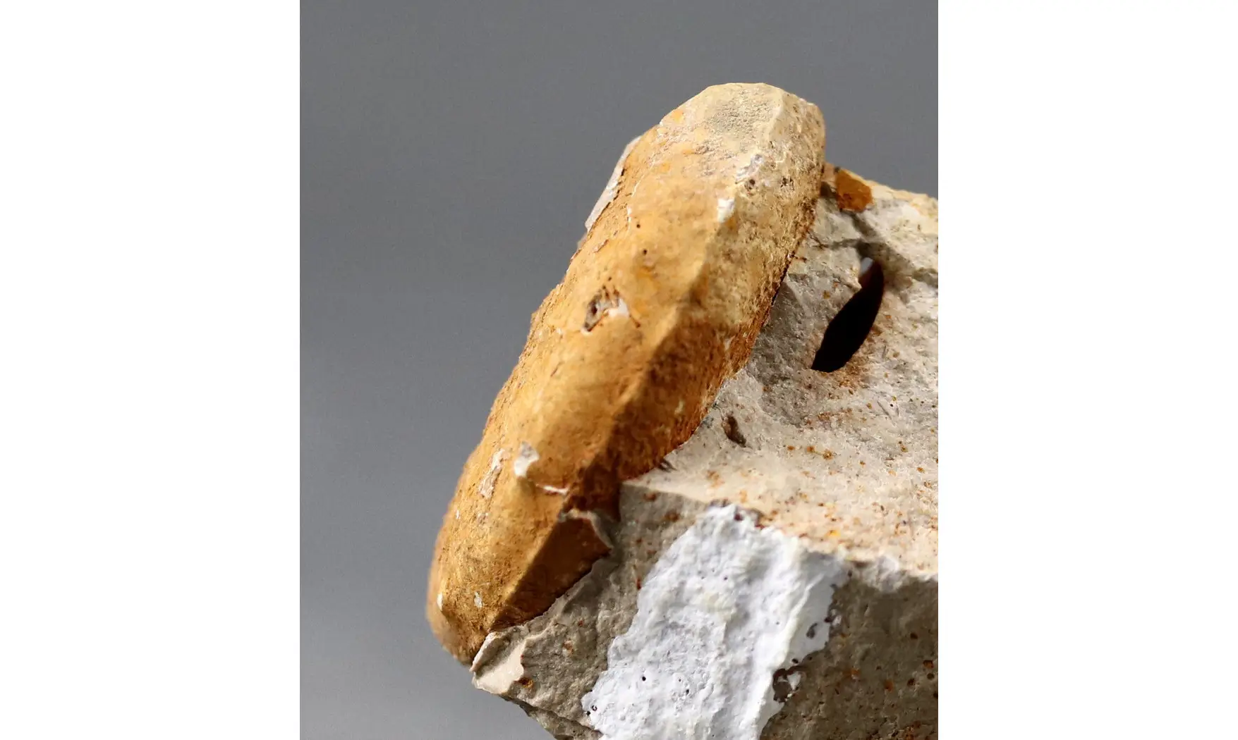 Taramelliceras alberti
