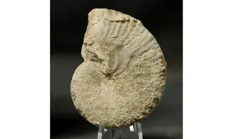 Taramelliceras externodosum