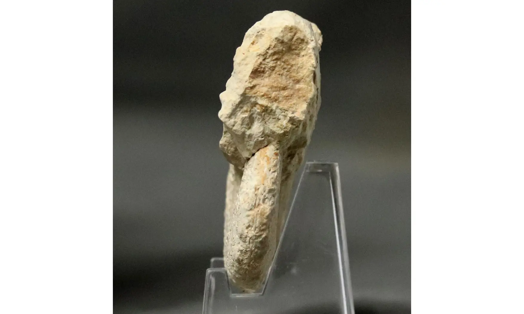Taramelliceras externodosum