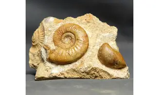 Grossouvria curvicosta