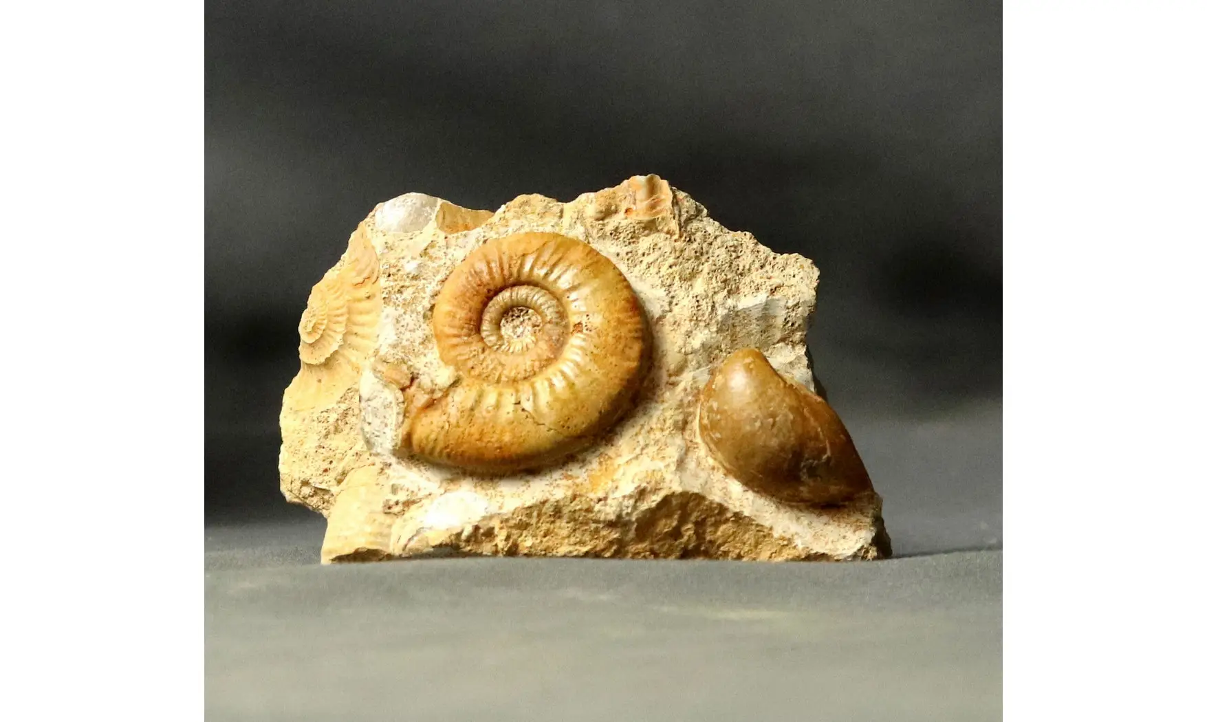 Grossouvria curvicosta