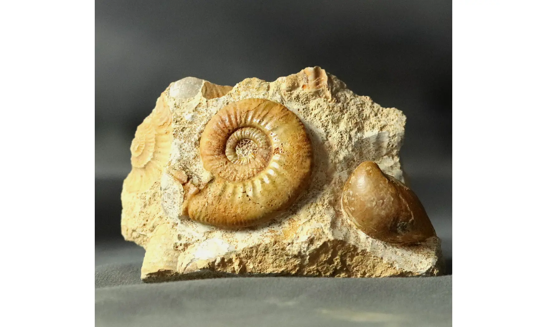 Grossouvria curvicosta