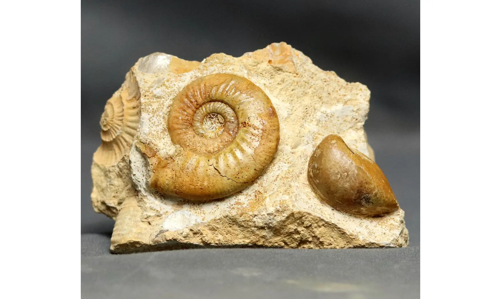Grossouvria curvicosta