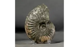 Amaltheus margaritatus