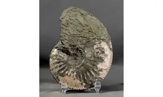 Amaltheus margaritatus