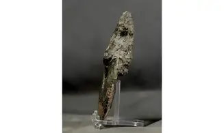 Amaltheus margaritatus