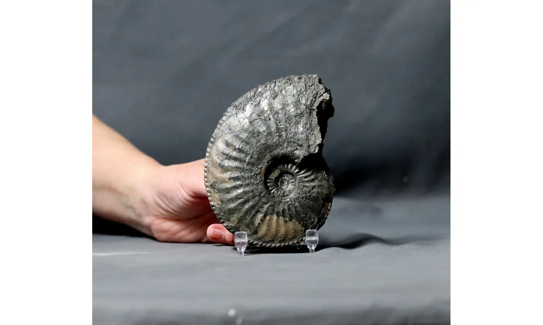 Amaltheus margaritatus