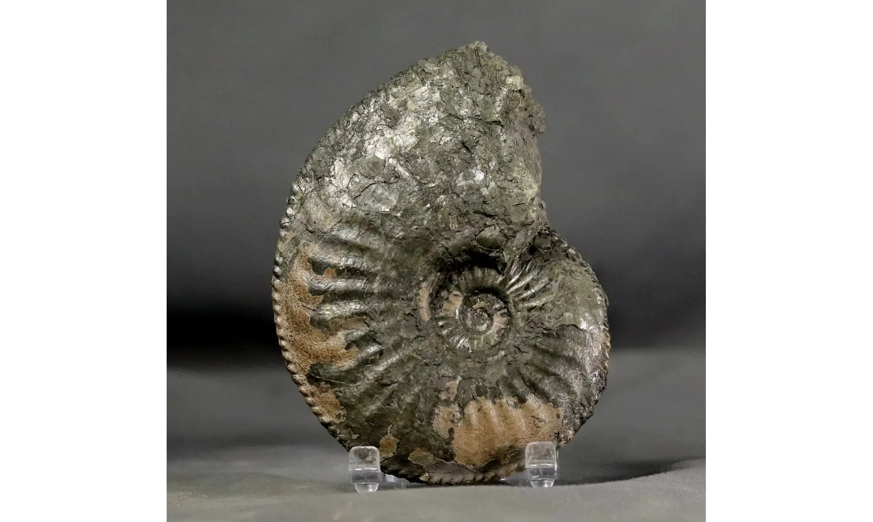 Amaltheus margaritatus